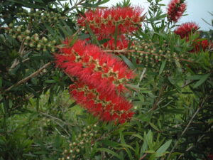 Bottlebrush Red Cluster blooms up close Jacksonville Florida 