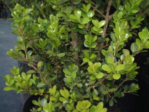 Boxwood Little leaf or Japanese Boxwood foliage and stems