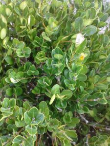 Boxwood foliage from above