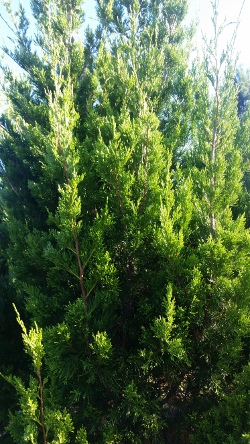 Brodie Cedar foliage