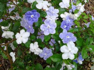 Brunfelsia Yesterday today and tomorrow blooms up close showing color changes