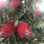 Scarlet Bottlebrush Blooms