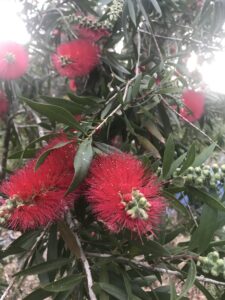 Scarlet Bottlebrush Blooms