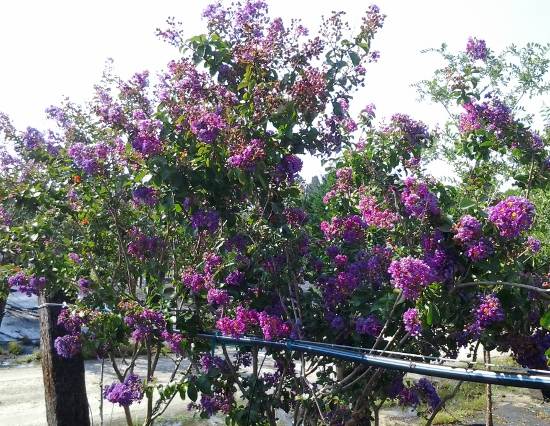 Catawba Crepe Myrtle in a Nursery pot