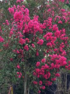 Crape Myrtle Pink velour blooms