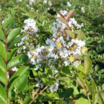 Acoma crape myrtle bloom up close