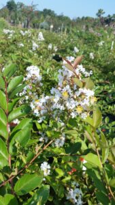 Acoma crape myrtle bloom up close