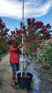 Crape myrtle Dynamite