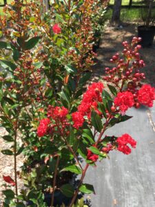 Red rocket crape myrtle blooms opening bright red St. Augustine Florida