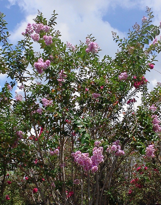 Pink Sioux Crape myrtles