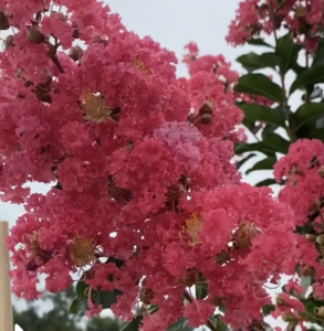 Tuscarora Crape Myrtle Bloom up close