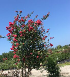 Crape Myrtle Tuscarora St. Augustine Florida 