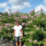 Muskogee lavender crape myrtle nursery crop in full bloom