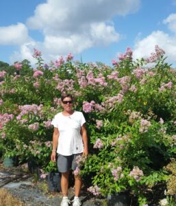 Muskogee lavender crape myrtle nursery crop in full bloom