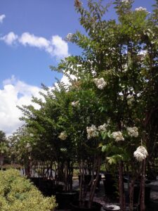 White Natchez Crape Myrtle nursery Crop St. Augustine Florida 