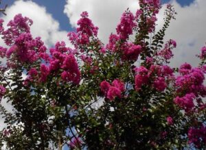 Pink velour blooms on the new growth