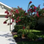 Tonto Crape Myrtle blooming on new growth