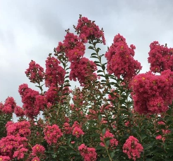 Crape Myrtel Tuscarora blooms sky