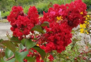 Crape Myrtel Red rocket newly opening flower buds up close St Augustine Florida