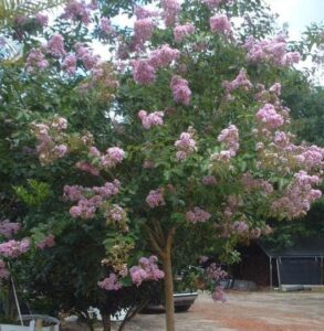 Muskogee Crape myrtle single trunk in full bloom