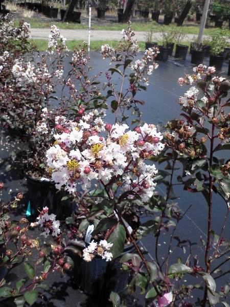 Burgundy Cotton rape Myrtle blooms up close St. Augustine Florida