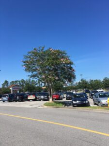 Crepe Myrtle as a parking lot Island tree Jacksonville Florida 