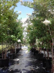 White natchez crepe myrtle St. Augustine Florida S & J Nursery crop