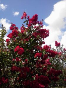 Crape myrtle Red Rocket booms