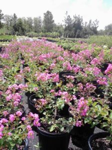 Crape myrtle Sioux nursery crop three gallons S & J St. Augustine 