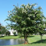 Natchez Crape Myrtle by a pond Jacksonville Florida