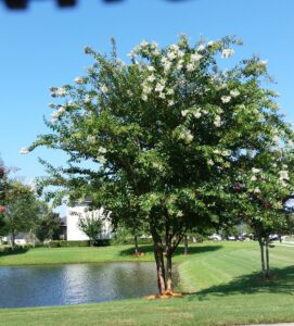 Natchez Crape Myrtle by a pond Jacksonville Florida