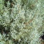 Arizona cypress foliage up close showing its beautiful silver coloring S & J Nursery St. Augustine Florida