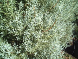 Arizona cypress foliage up close showing its beautiful silver coloring S & J Nursery St. Augustine Florida 