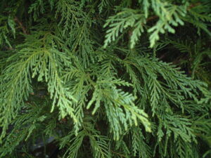 leyland cypress foliage up close