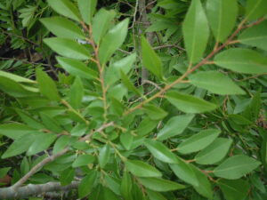 Drake Elm foliage up close