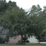 Drake Elm shade tree Jacksonville Florida home landscape front yard