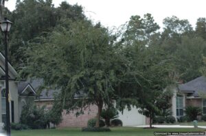 Drake Elm shade tree Jacksonville Florida home landscape front yard