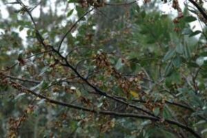 Drake Elm Seed pods hanging from the branches