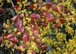 Golden rain tree flowers showing the yellow flowers and the beginning formations of the brightly colored seed pods at the same time