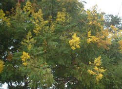 Golden Rain tree covered in blooms