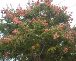 Golden Rain Tree pods beginning to fade