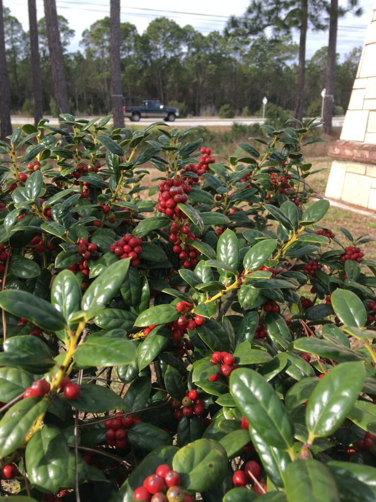 Holly Dwarf Burfordii with berries St. Augustine Florida