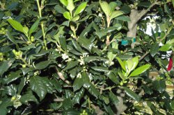 Dwarf Burfordii Holly foliage up close with tiny white blooms showing