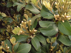 Indian hawthorne foliage in early spring with unopened flower buds showing