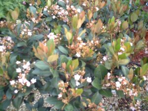 Indian hawthorne Flowers and new growth showing bronze pink color