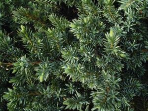 Juniper Blue Pacific foliage up close