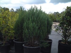 Blue Point Juniper in 7 gallon nursery Pots