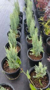 moonglow juniper Nursery Crop in 3 gallon pots