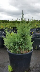 young juniper Blue vase showing the beginning of breanches that will arch giving the vase shape as it grows