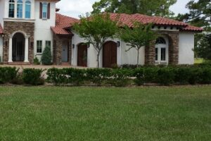 Ligustrum japonicum used as both a hedge plant and a patio tree in the North Florida landscape foundation planting